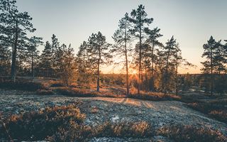 Yleiskuva_AdobeStock_168905712_Verkkosivukoko_800x500_talvinen metsä.jpg